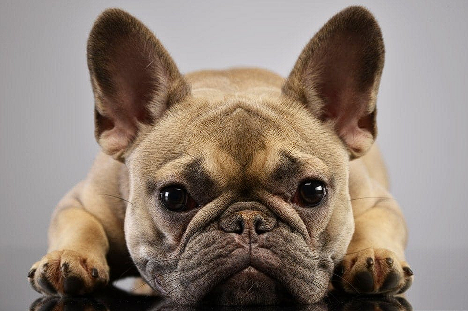 French Bulldog Average Lifespan Frenchie Complex