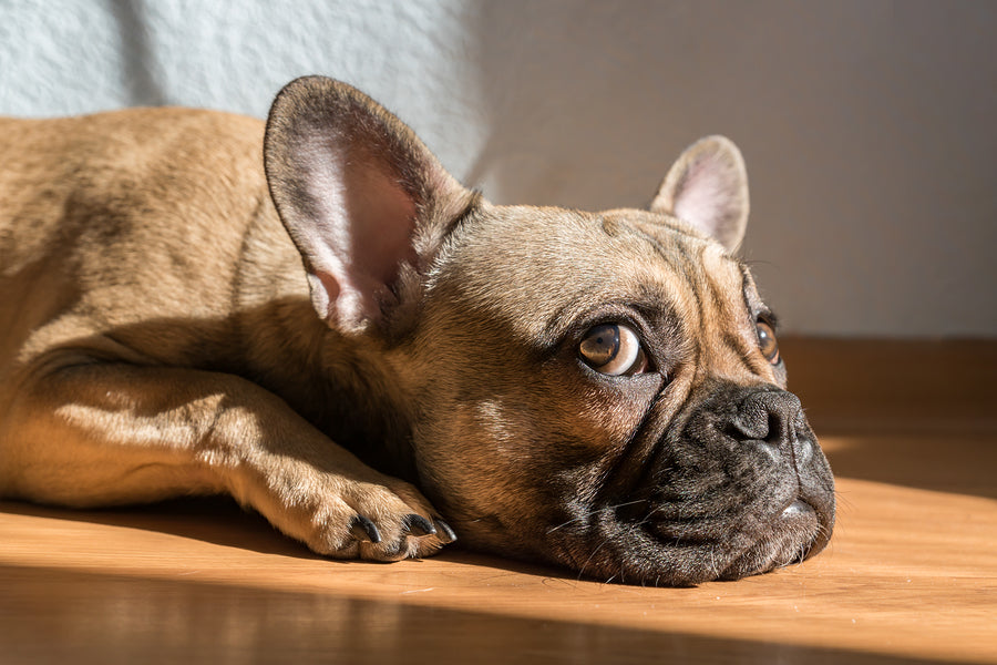French Bulldog Health Issues