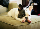 french bulldog separation anxiety