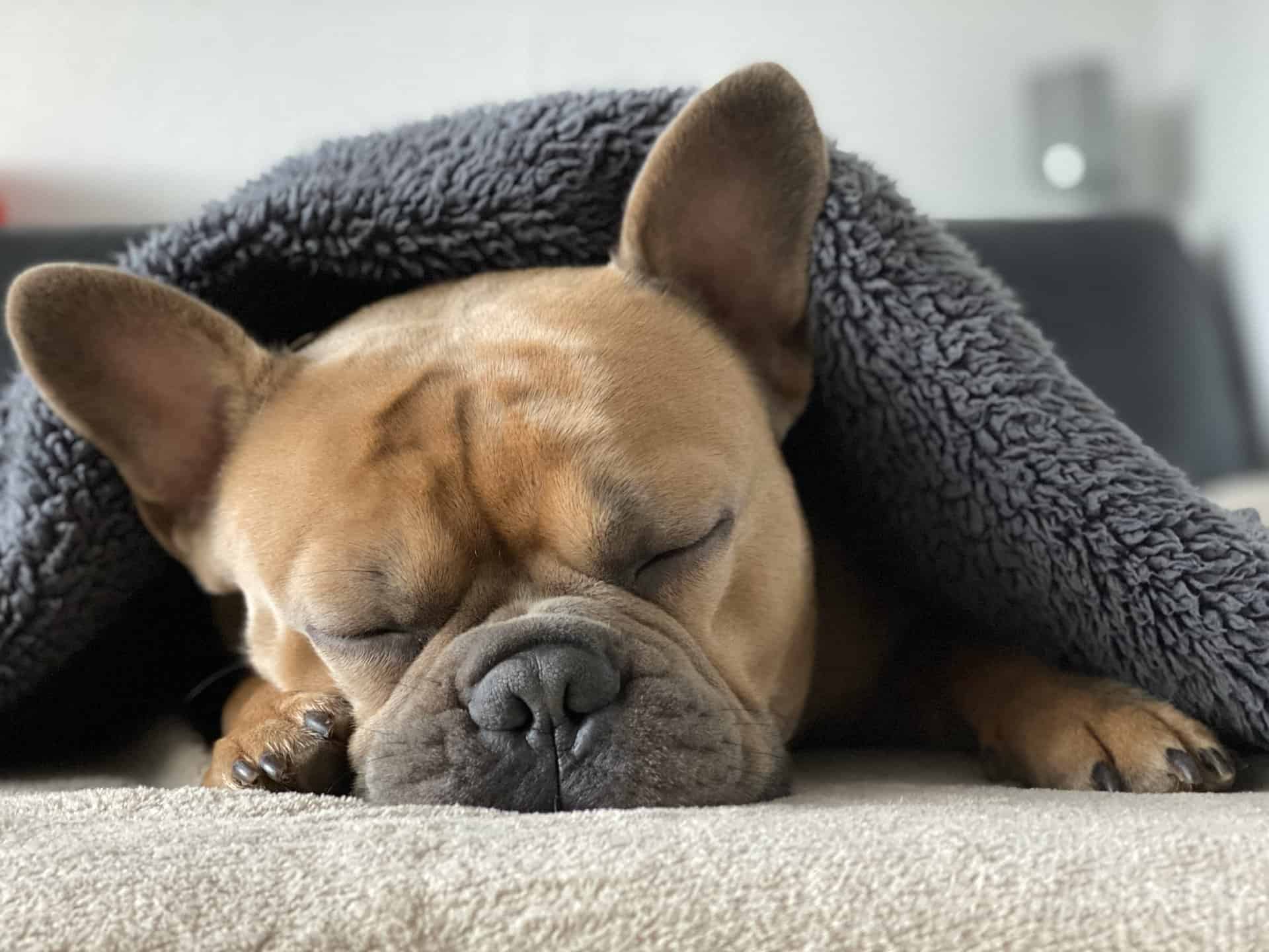 french bulldog snoring