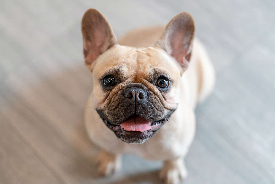 french bulldog teeth