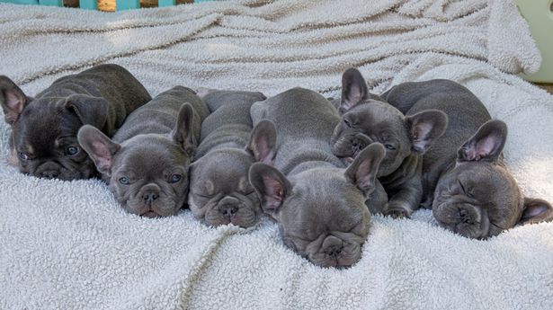 are french bulldog puppies expensive