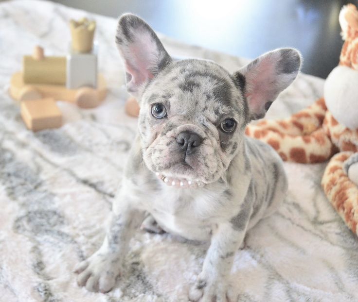 merle french bulldog