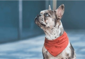 french bulldog bandanas