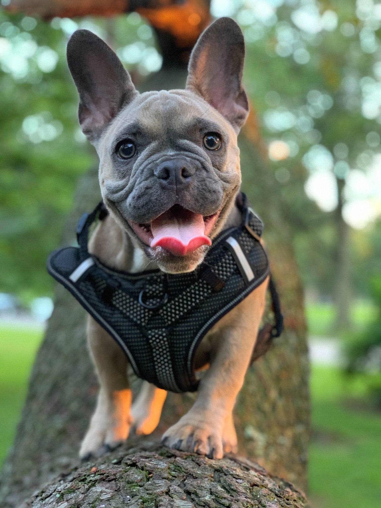 ブルドッグストア Frenchie Complex - French Bulldog Harnesses, Clothes, Leashes & More