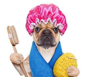 french bulldog care