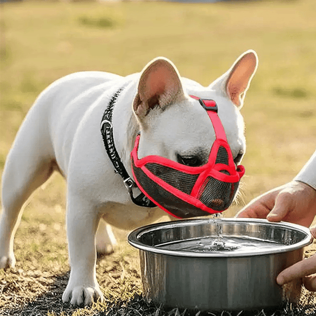 ComfortFit™ French Bulldog Muzzle - Red / XXS - Frenchie Complex Shop