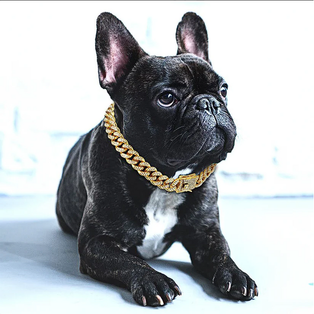 Cuban French Bulldog Collar - Frenchie Complex Shop