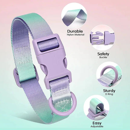 Nylon French Bulldog Collar - Purple / S - Frenchie Complex Shop
