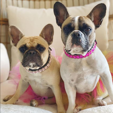 Luxury French Bulldog Collars - Frenchie Complex Shop