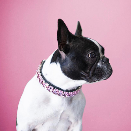 Luxury French Bulldog Collars - Frenchie Complex Shop