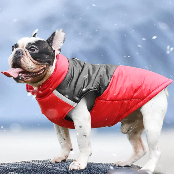 Waterproof coat clearance for french bulldog