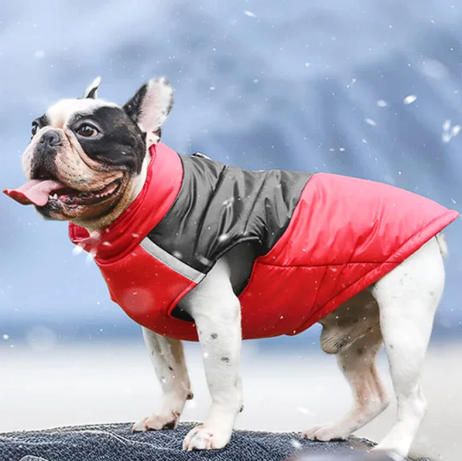 Waterproof French Bulldog Jacket Vest - Red / S - Frenchie Complex Shop