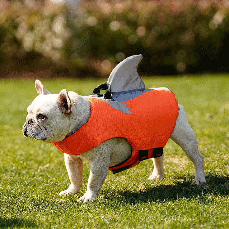 Shark Fin Frenchie Life Jacket
