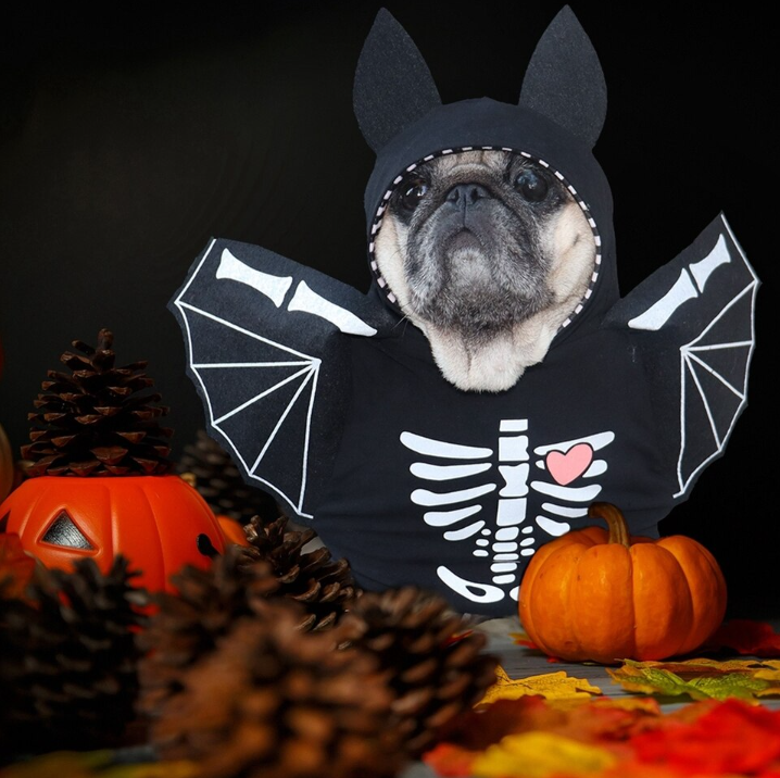 Halloween Bat French Bulldog Costume - Frenchie Complex Shop