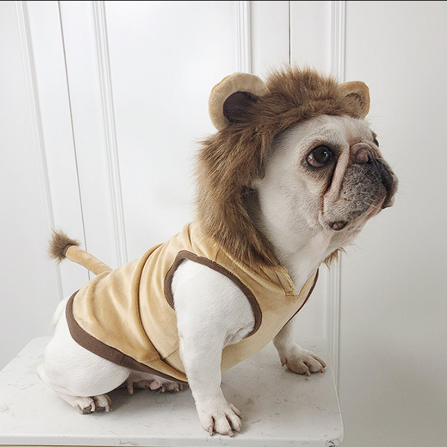 Lion French Bulldog Costume - Frenchie Complex Shop
