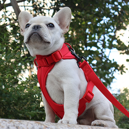 Luxury French Bulldog Harnesses - Frenchie Complex Shop