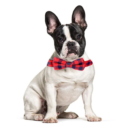 Bow Tie Plaid Frenchie Collars - Frenchie Complex Shop