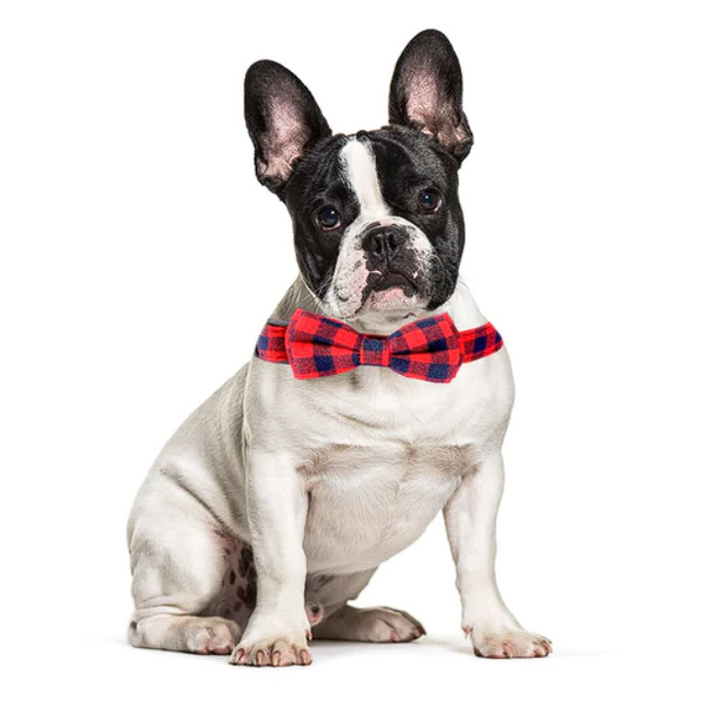 Bow Tie Plaid Frenchie Collars - Frenchie Complex Shop