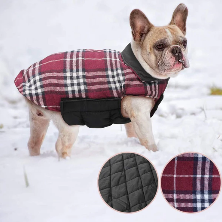 Plaid French Bulldog Jackets - Frenchie Complex Shop