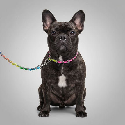 Rainbow French Bulldog Collar and Leash - S - Frenchie Complex Shop