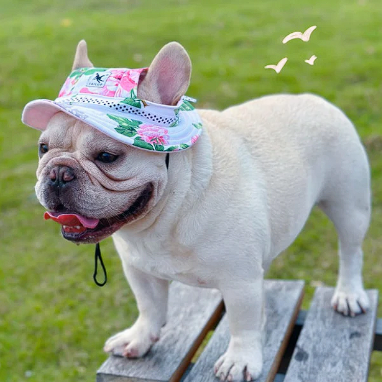 Summer French Bulldog Cap - Frenchie Complex Shop Summer French Bulldog Cap - Frenchie Complex Shop