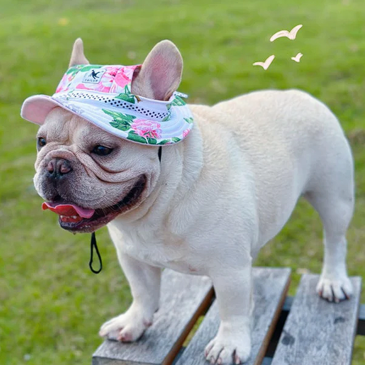 Summer French Bulldog Caps - Frenchie Complex Shop