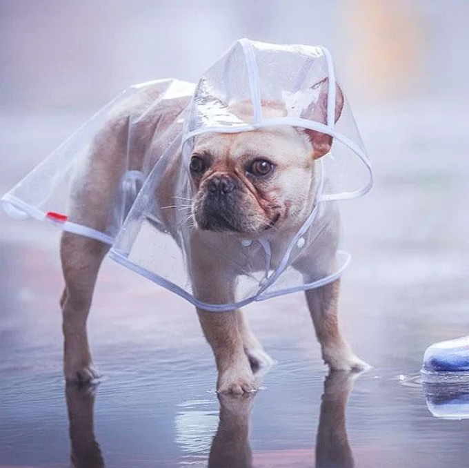Transparent French Bulldog Raincoat - White / XS - Frenchie Complex Shop