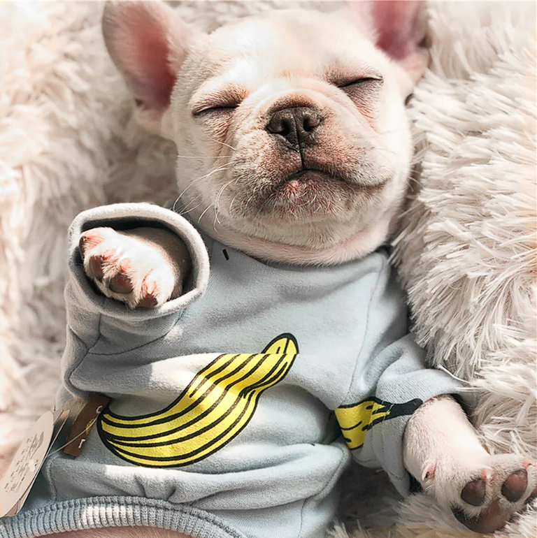 Frenchie print shops pajamas