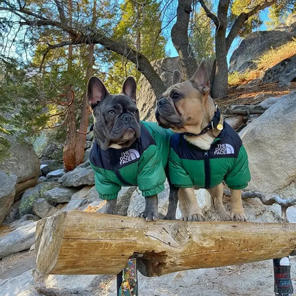The Dog Face Jacket - Frenchie Complex Shop