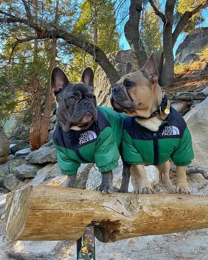 The Dog Face Jacket - Frenchie Complex Shop