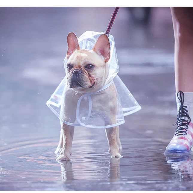 Transparent French Bulldog Raincoat - Frenchie Complex Shop