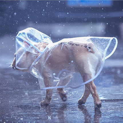Transparent French Bulldog Raincoat - Frenchie Complex Shop