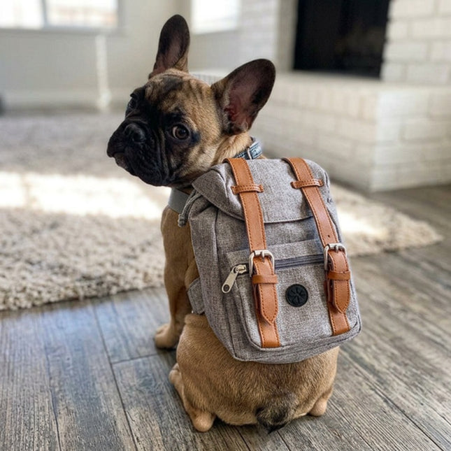 Silver French Bulldog Backpack - Silver - Frenchie Complex Shop