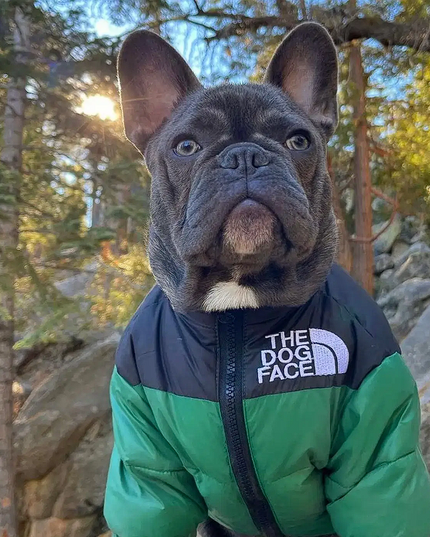 The Dog Face Jacket - Frenchie Complex Shop