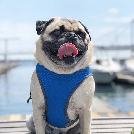 Mesh French Bulldog Cooling Vest - Frenchie Complex Shop