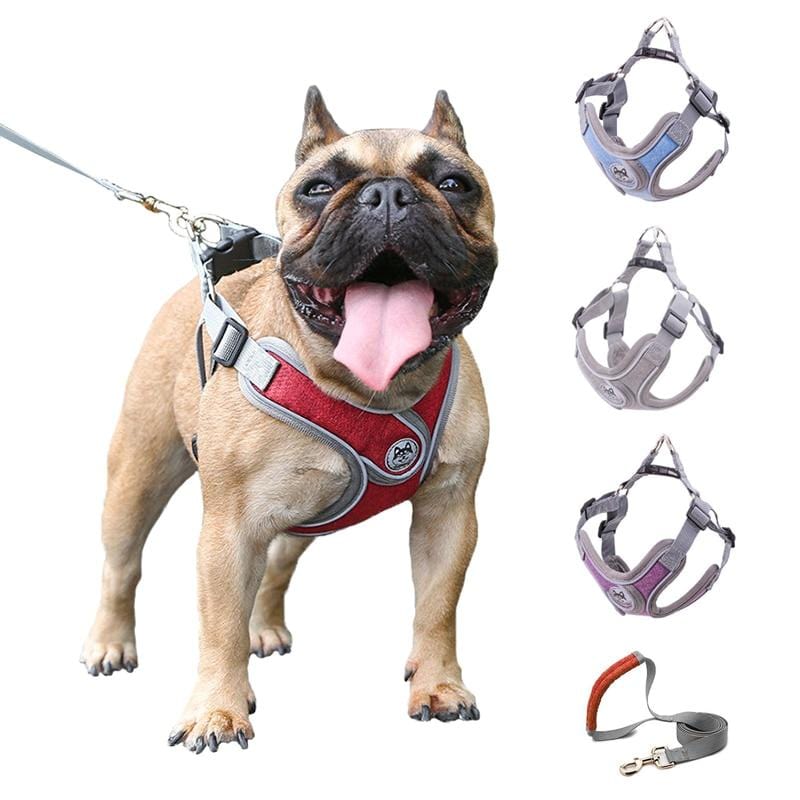 Reflective Frenchie Harness and Leash - Frenchie Complex Shop