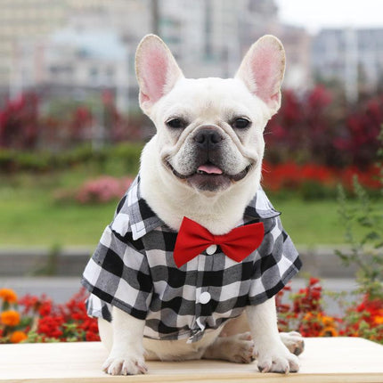 Plaid and Bowtie Frenchie Shirt - Black / XS - Frenchie Complex Shop