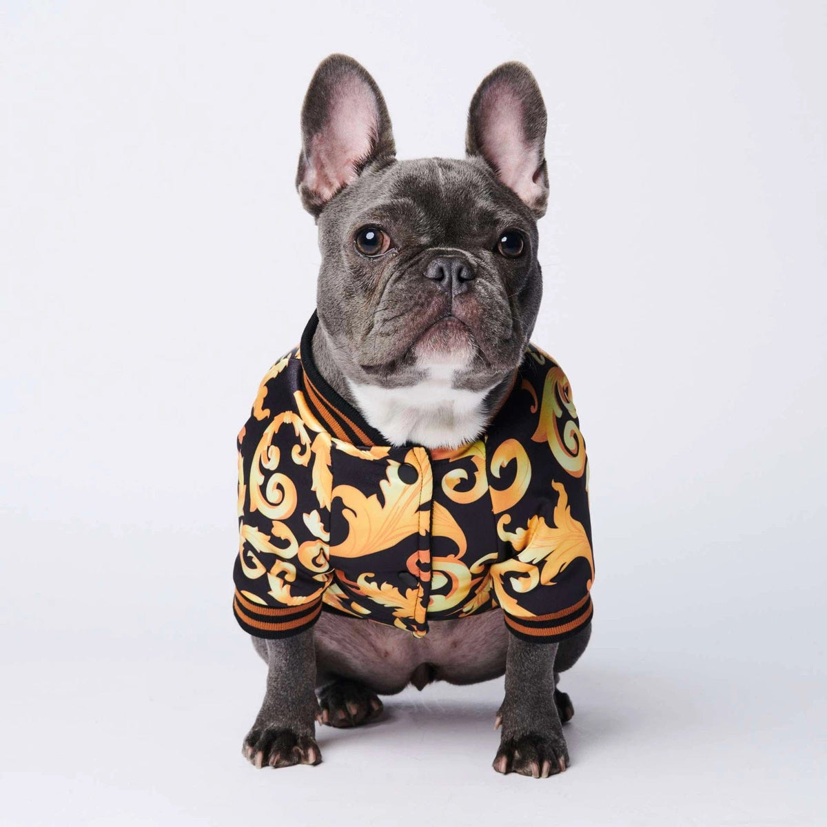 French Bulldog Gold Jacket - M - Frenchie Complex Shop