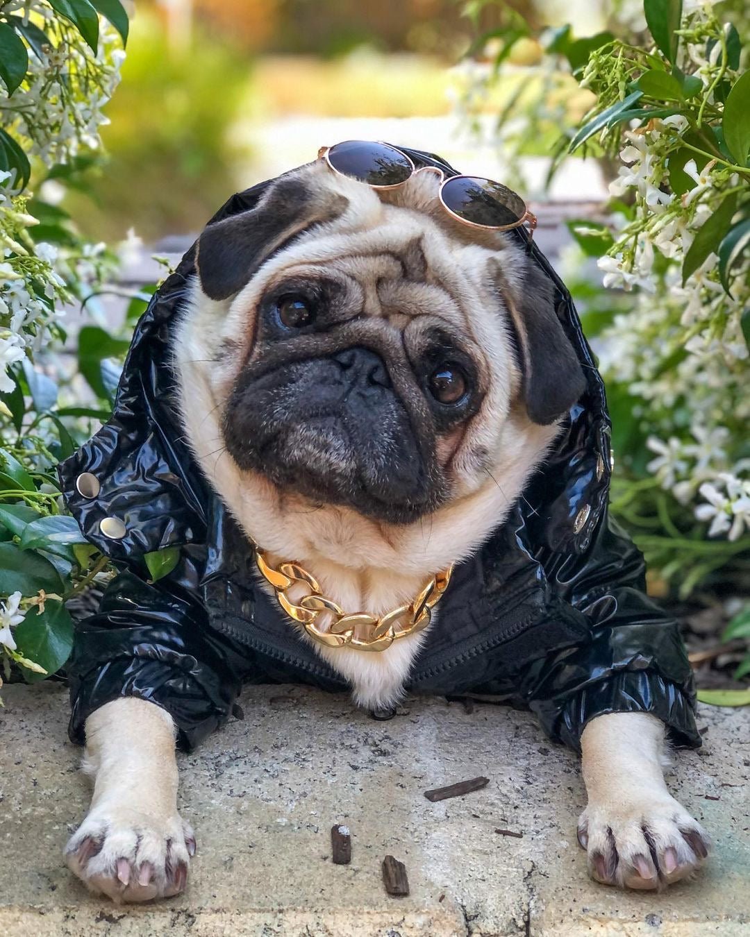 Bonecler Puffer Dog Jacket - Main Image