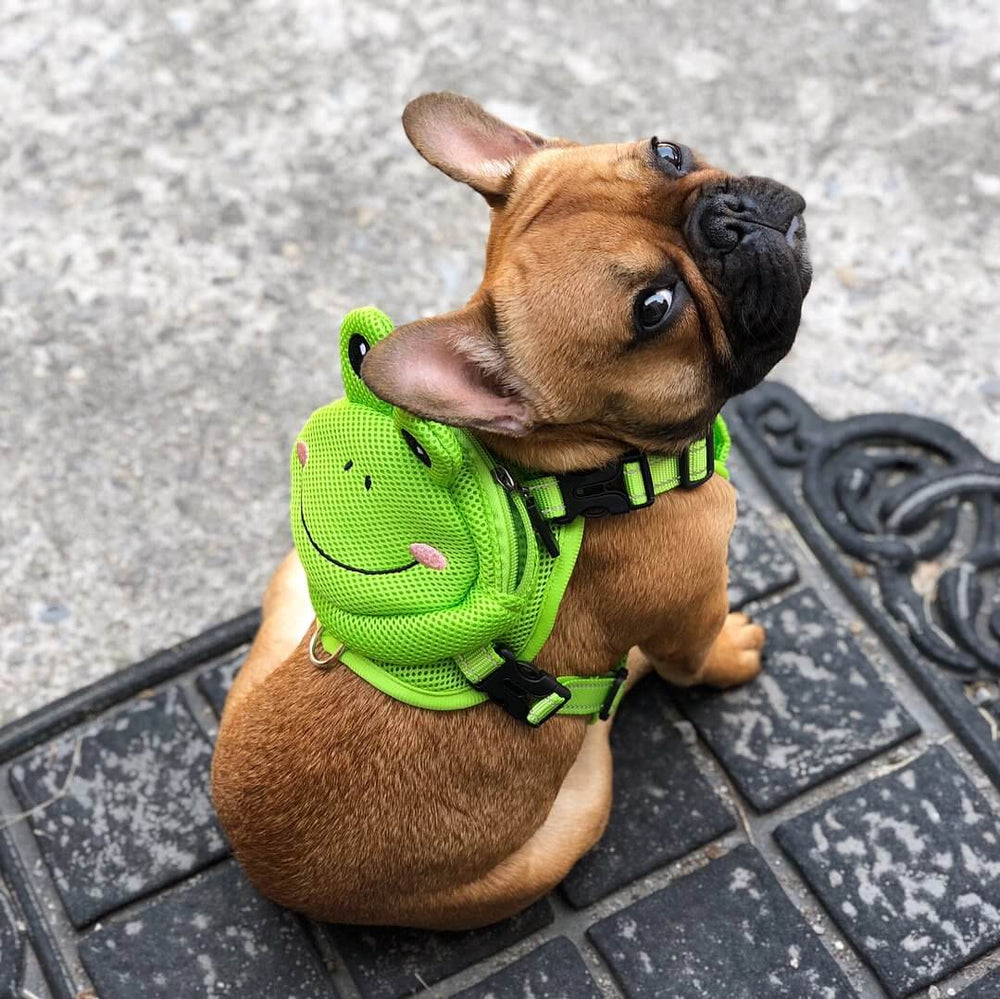 French Bulldog Backpack Harness Set - Frenchie Complex Shop