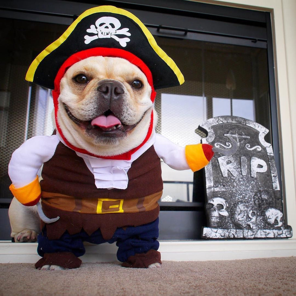 Pirate French Bulldog Costume - S - Frenchie Complex Shop