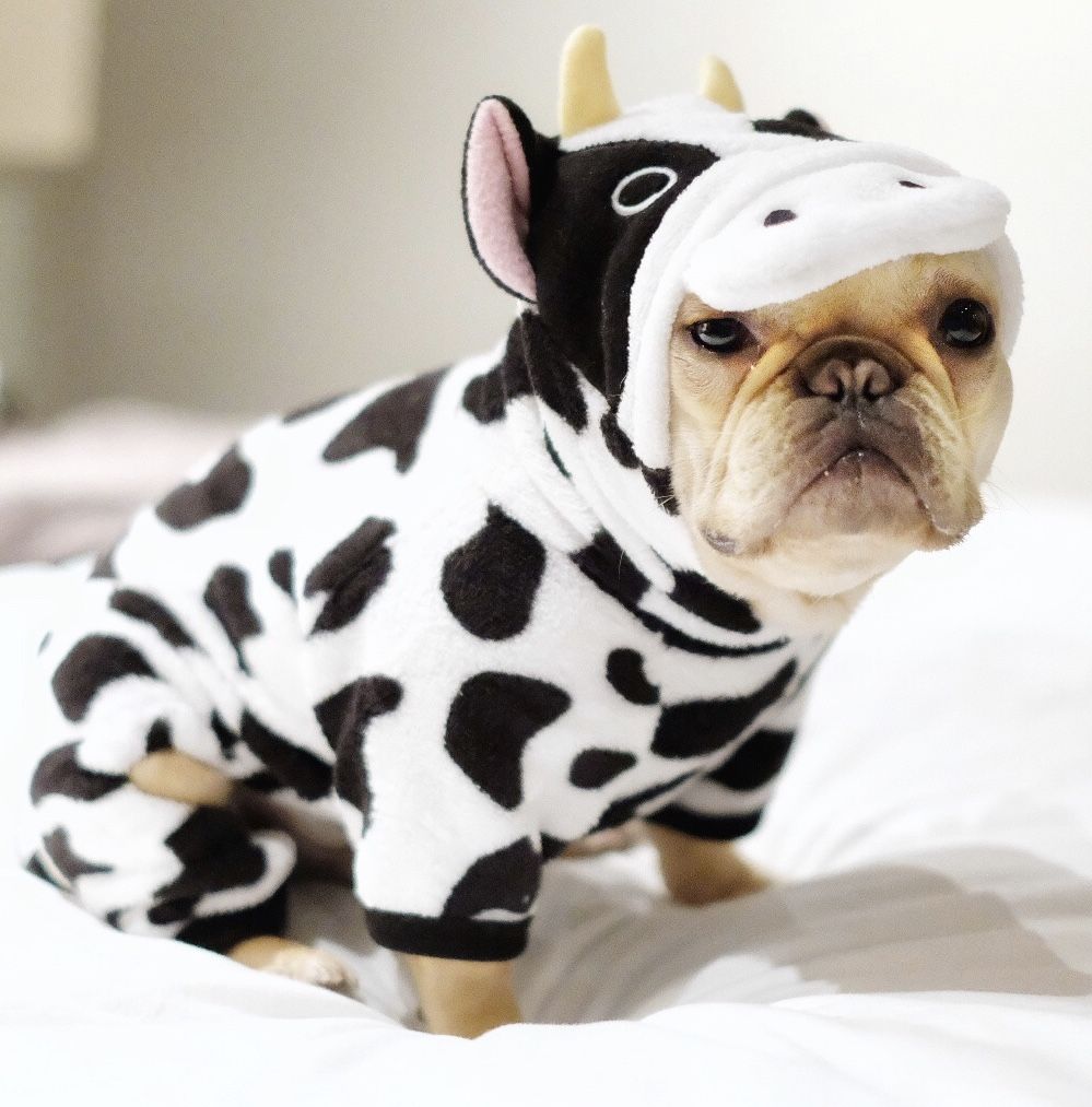 Cow French Bulldog Costume - XL - Frenchie Complex Shop
