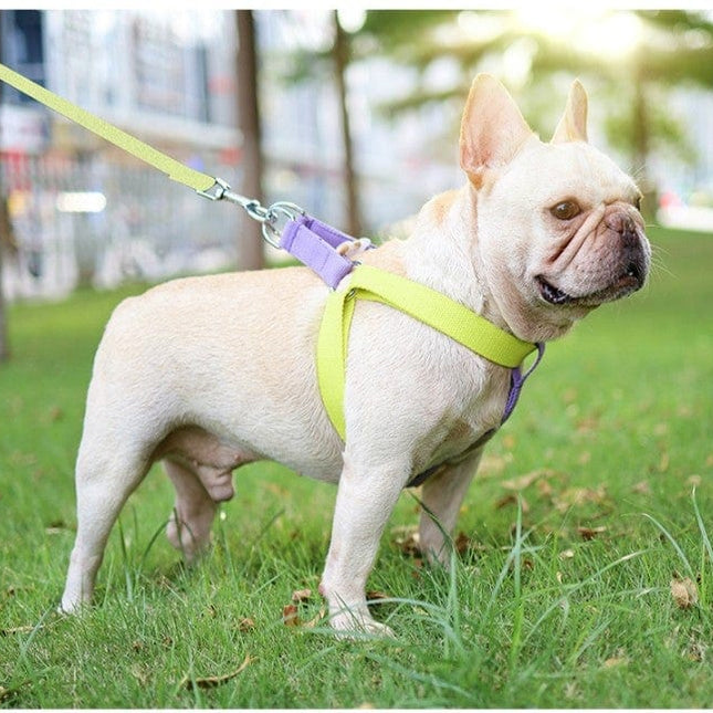 French Bulldog Harness & Leash Set - Frenchie Complex Shop