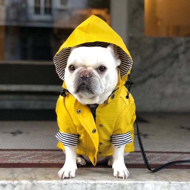 French Bulldog Raincoat - Yellow / L - Frenchie Complex Shop