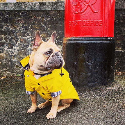 French Bulldog Raincoat - Yellow / L - Frenchie Complex Shop