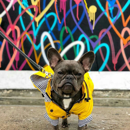 French Bulldog Raincoat - Yellow / L - Frenchie Complex Shop