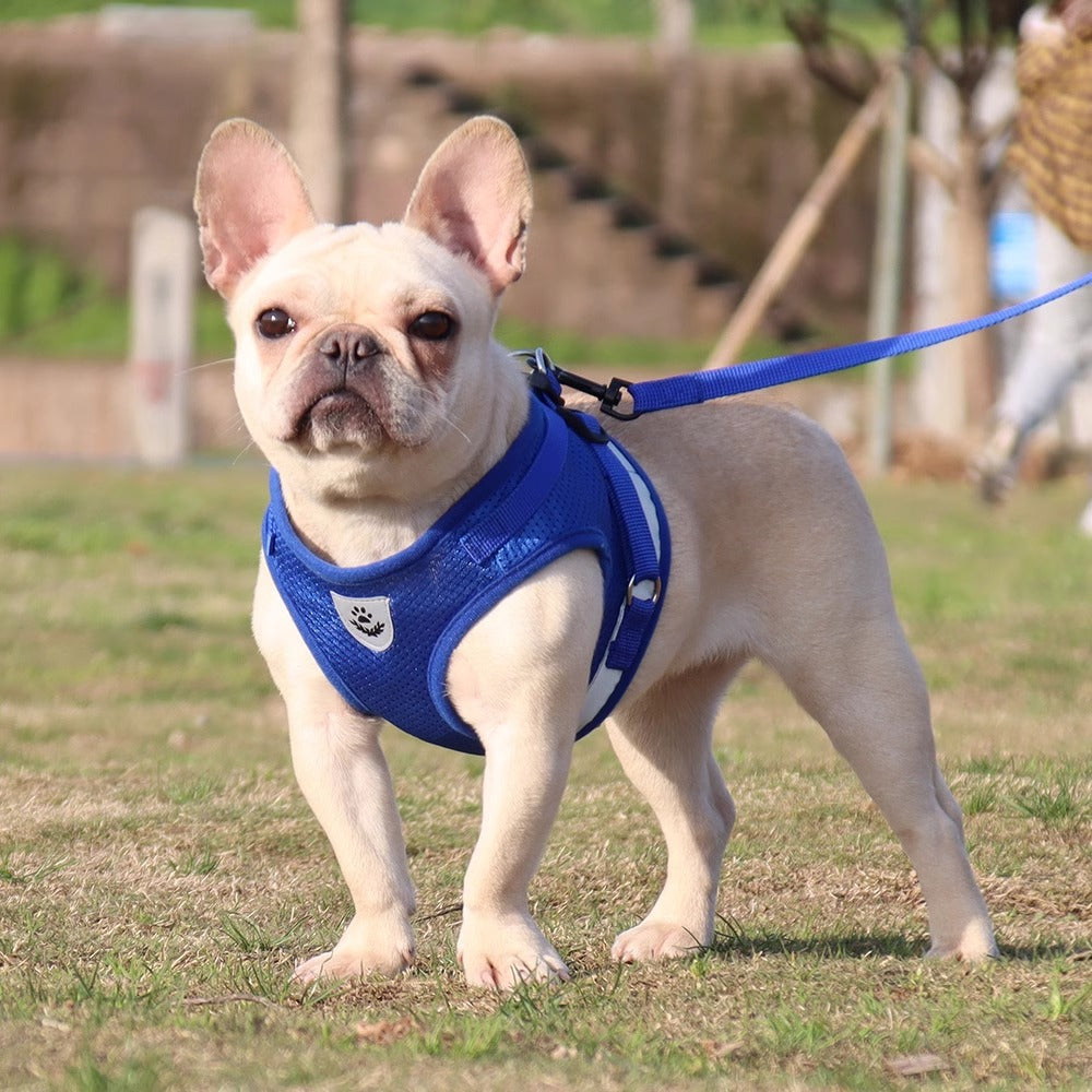 Breathable Harness Set for French Bulldogs - Frenchie Complex Shop