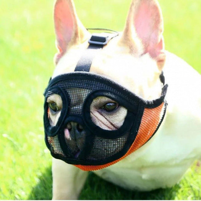 French Bulldog Muzzle - Frenchie Complex Shop