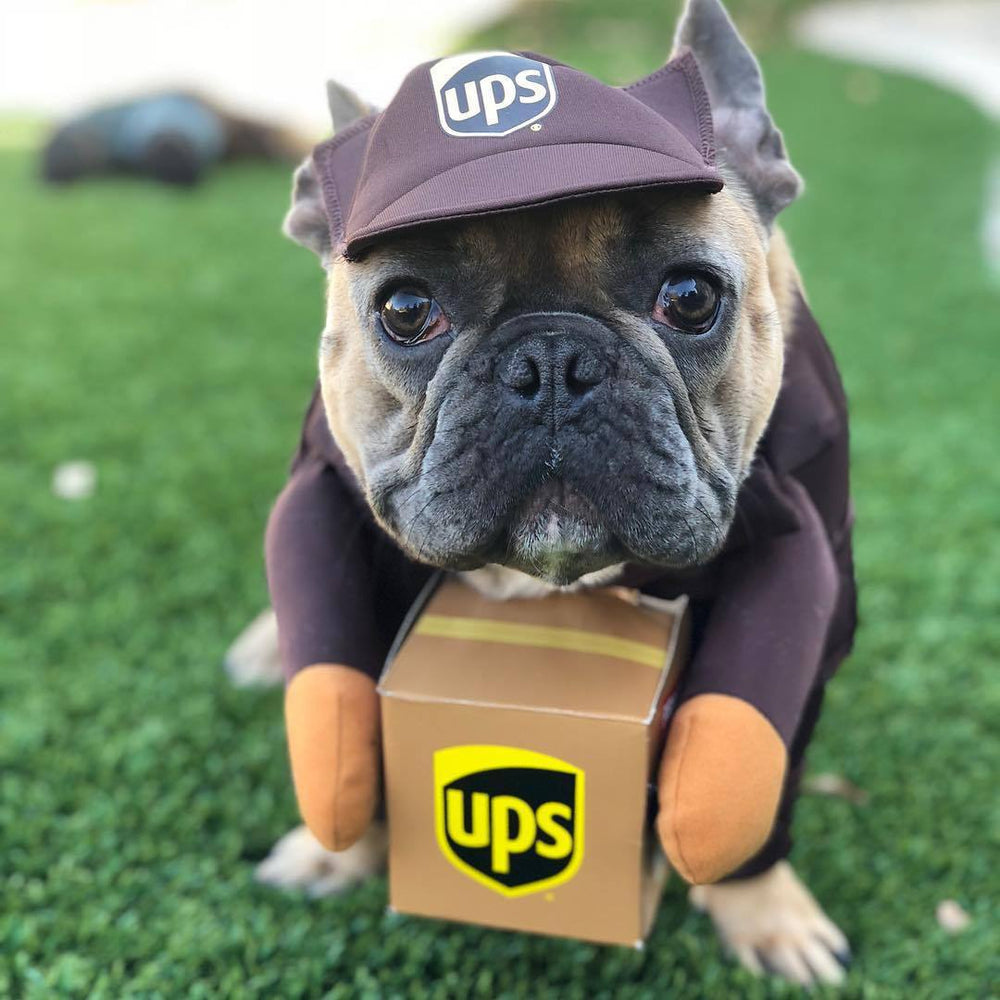 UPS French Bulldog Costume - S - Frenchie Complex Shop